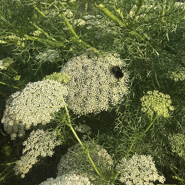 Økologisk blomst fra Markblomst