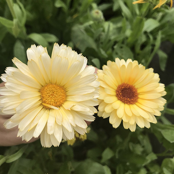 Økologisk blomst fra Markblomst