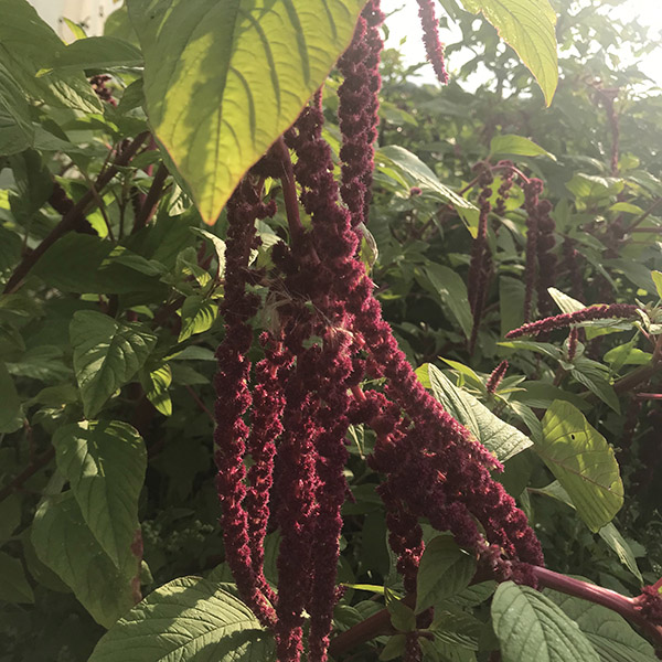 Økologisk blomst fra Markblomst