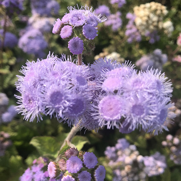 Økologisk blomst fra Markblomst