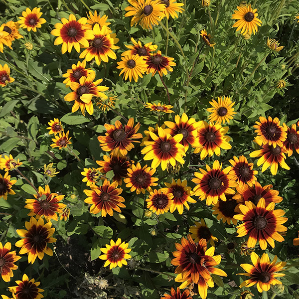 Økologisk blomst fra Markblomst