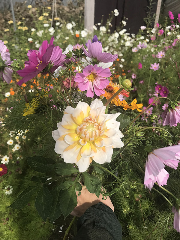 håndblukket blomsterbuket