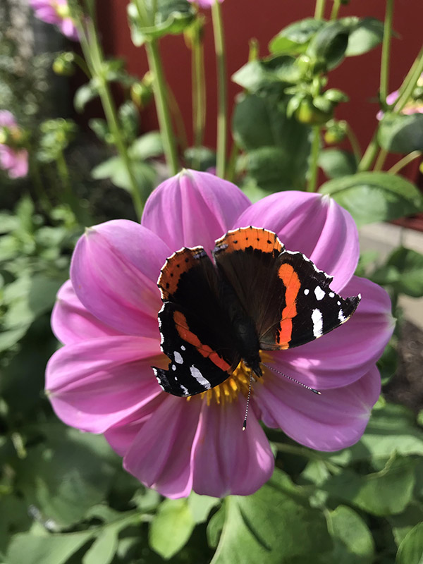 lilla blomst og sommerfugl