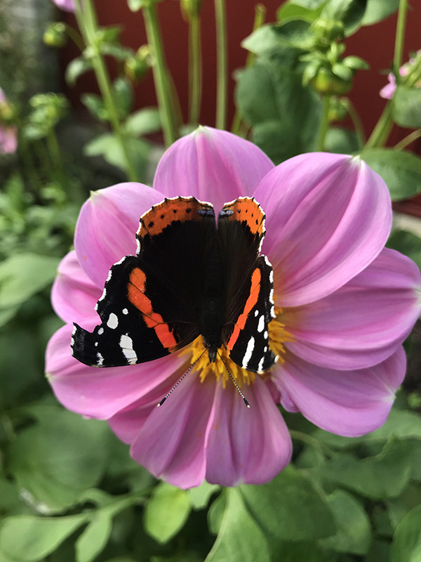 En sommerfugl sidder på en blomst