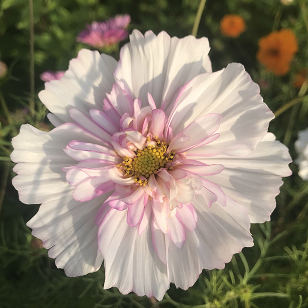 Økologisk blomst fra Markblomst