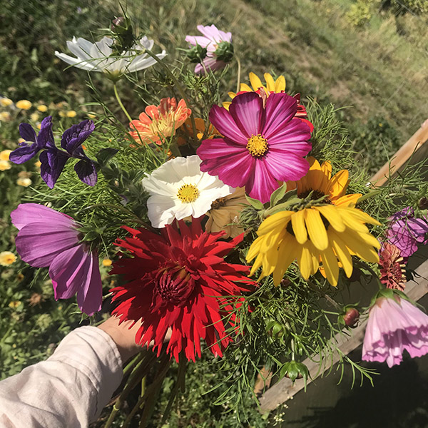 Økologisk blomst fra Markblomst